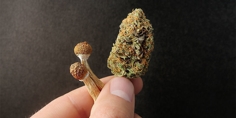 Mikrodosering af cannabis vs. psykedelika Mikrodosering af cannabis vs. psykedelika