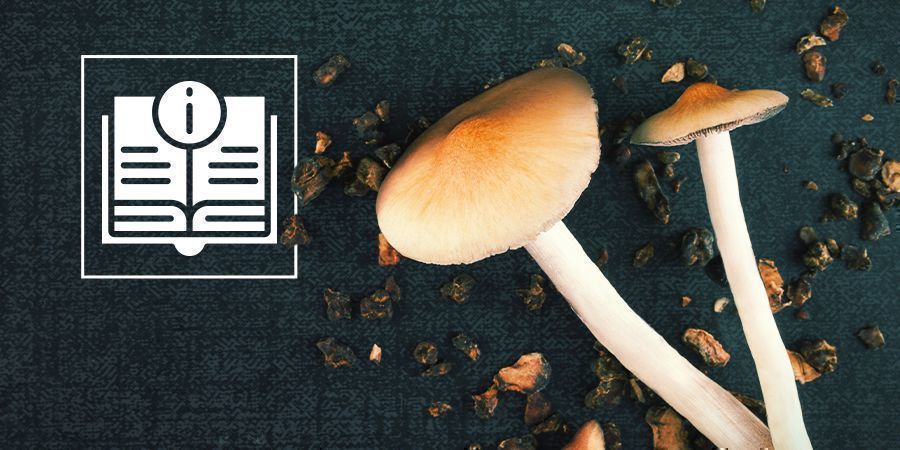 Information om magiske svampe og magiske trøfler Information om magiske svampe og magiske trøfler