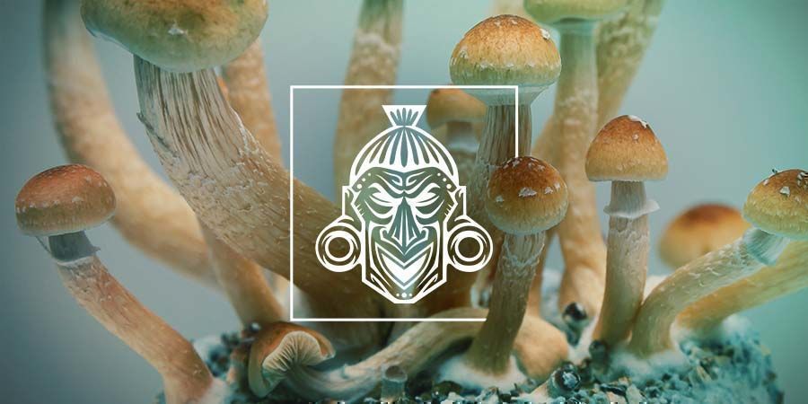 Sådan dyrker du Zamnesia Magic Mushroom Grow Kits Sådan dyrker du Zamnesia Magic Mushroom Grow Kits