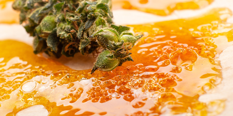 Cannabis concentrates vs flower