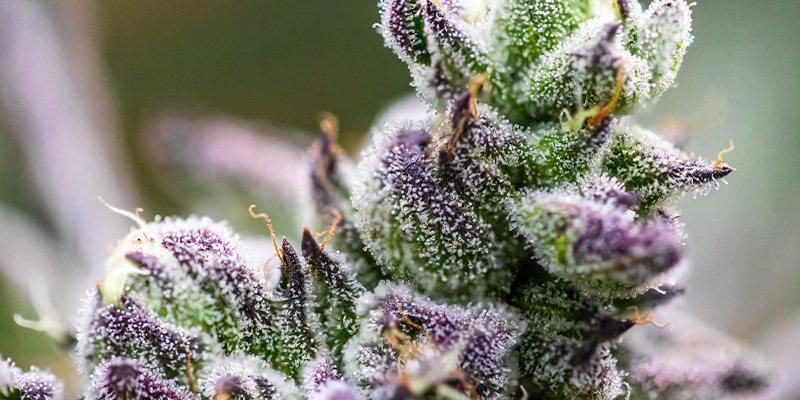 Terpenes