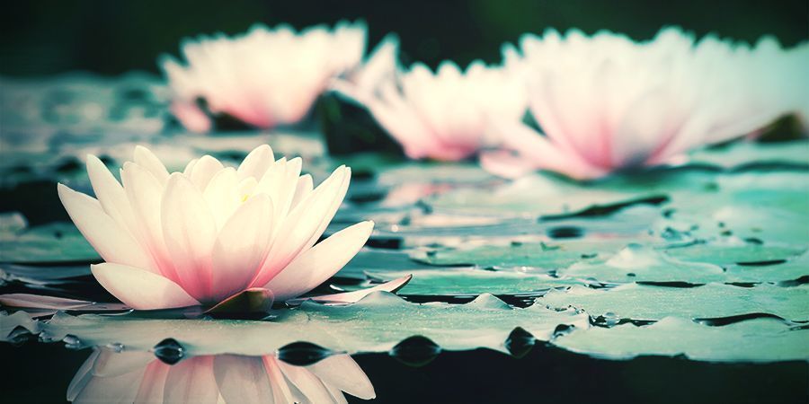 Historien om hvid lotus HISTORY OF WHITE LOTUS