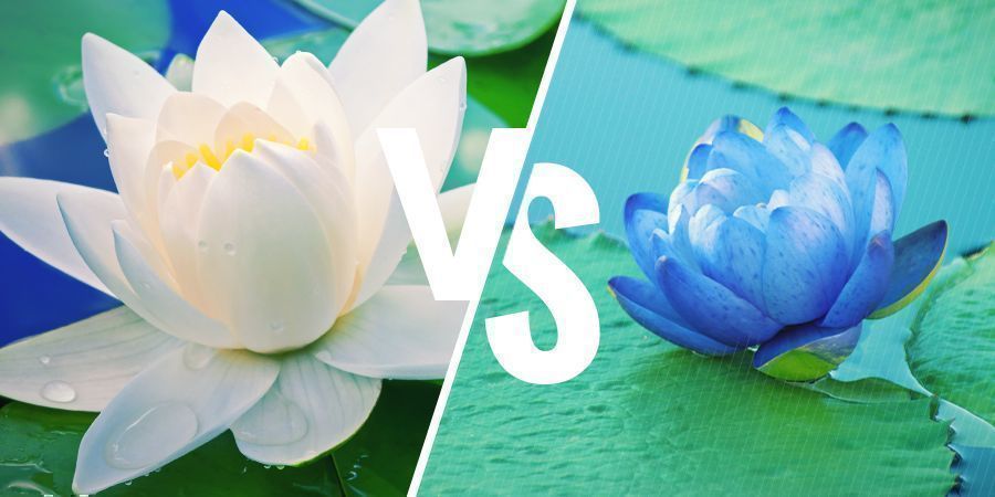 Hvad er forskellen på hvid lotus og blå lotus? HVAD ER FORSKELLEN PÅ HVID LOTUS OG BLÅ LOTUS?