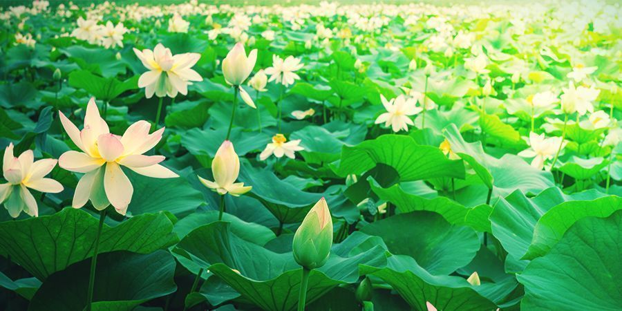 HVAD ER HVID LOTUS?