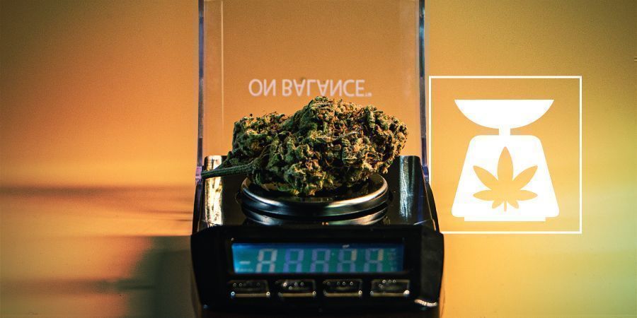 Cannabisvægte: Alt, du skal vide Cannabisvægte: Alt, du skal vide
