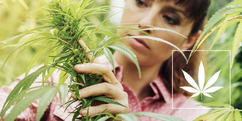 Ikke al cannabis er skabt ens Not All Cannabis Is Created Equal