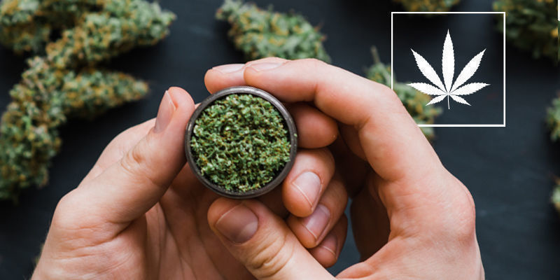Hvad er naturlig cannabis? Hvad er naturlig cannabis?