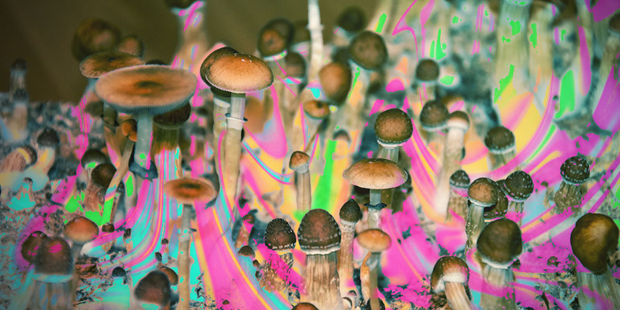 Psilocybins kraft Psilocybins kraft