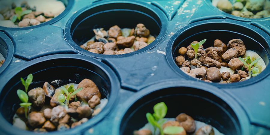 Hydroponiske teknikker Dyrkning af cannabis - hydroponiske teknikker