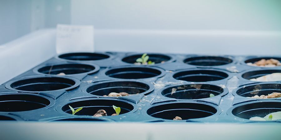 Fordele ved DWC-hydroponik PROS OF DWC HYDROPONICS