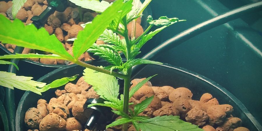 Beholder Byg dit eget DWC-system: beholder