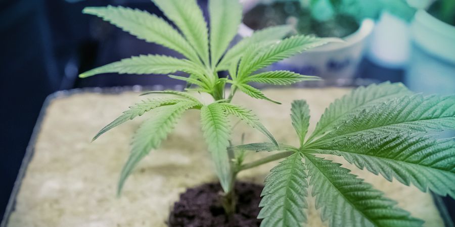 Dyrkningsmedie Build Your Own DWC System: Growing Medium