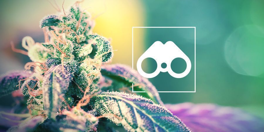 Cannabis pheno hunting Cannabis pheno hunting