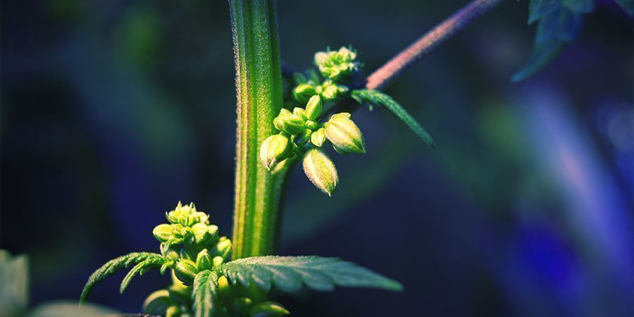 Hurtig guide til at finde de bedste fænotyper HURTIG GUIDE TIL AT FINDE DE BEDSTE CANNABISFÆNOTYPER
