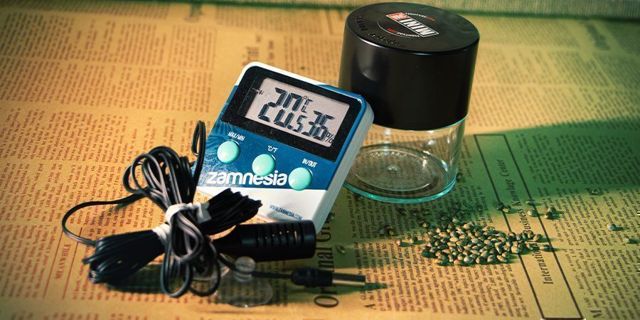 Faktorer at overveje, når du opbevarer cannabisfrø