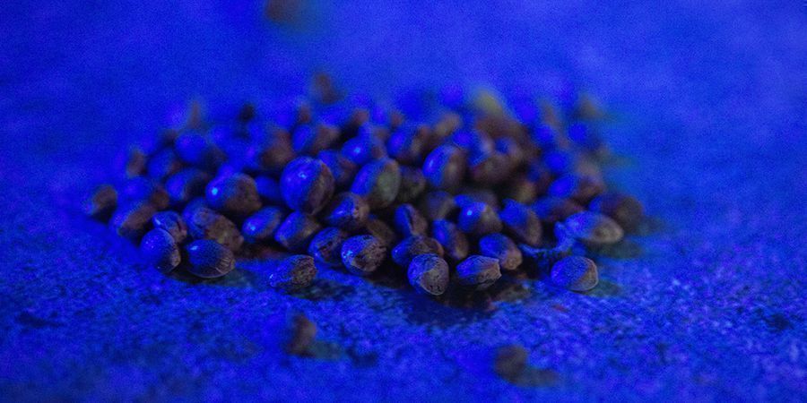 Metoder til opbevaring af cannabisfrø Metoder til opbevaring af cannabisfrø