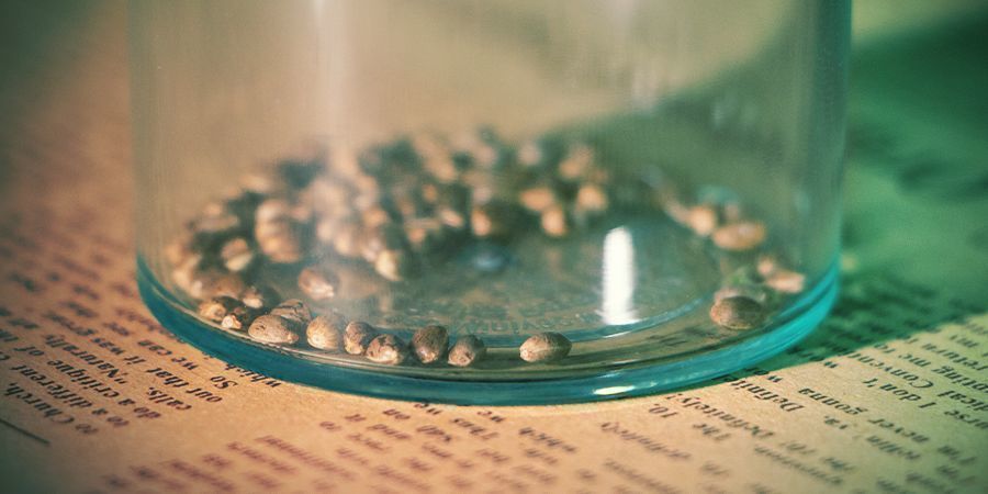 Tips og overvejelser Opbevaring af cannabisfrø: Tips og overvejelser
