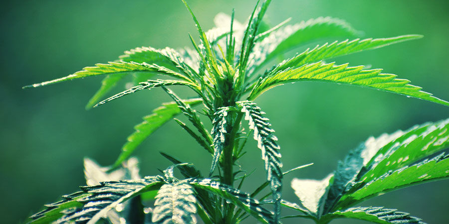 Autoflowering cannabis: udseende Autoflowering cannabis: udseende
