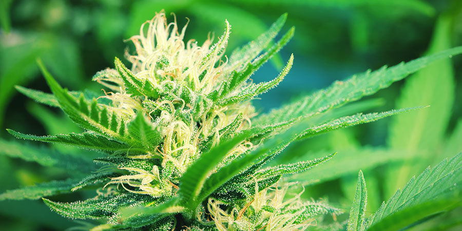 Fotoperiode-cannabis: udseende Photoperiod Cannabis: Appearance