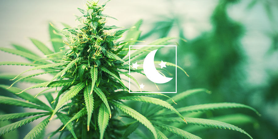 Feminiserede fotoperiode-cannabissorter ALT om FOTOPERIODE-CANNABIS
