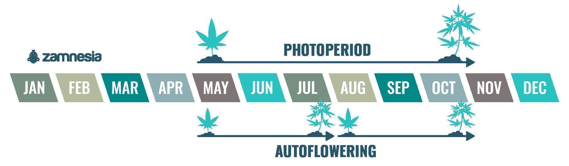 Cannabis er en etårig plante Cannabis is an annual plant