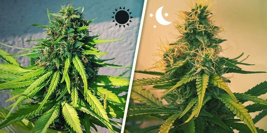 Fotoperiode vs. Autoflowering cannabis: Skellet PHOTOPERIOD VERSUS AUTOFLOWERING CANNABIS: THE DIVIDE