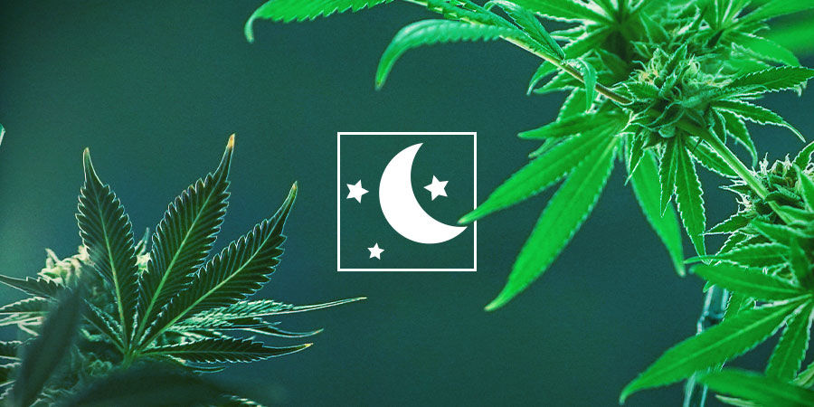 Vælg den type cannabis, der passer bedst til dine behov Vælg den type cannabis, der passer bedst til dine behov