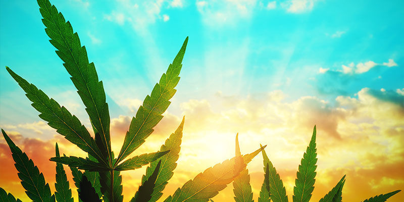 Fordeling af sukker i cannabis DISTRIBUTION OF SUGARS IN CANNABIS