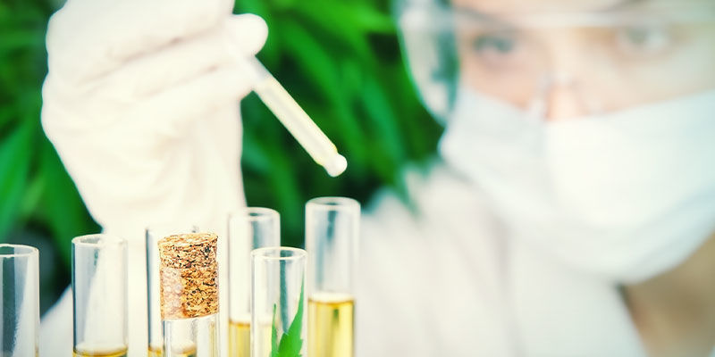 Overvågning af sukkerniveauer MONITORING SUGAR LEVELS IN CANNABIS