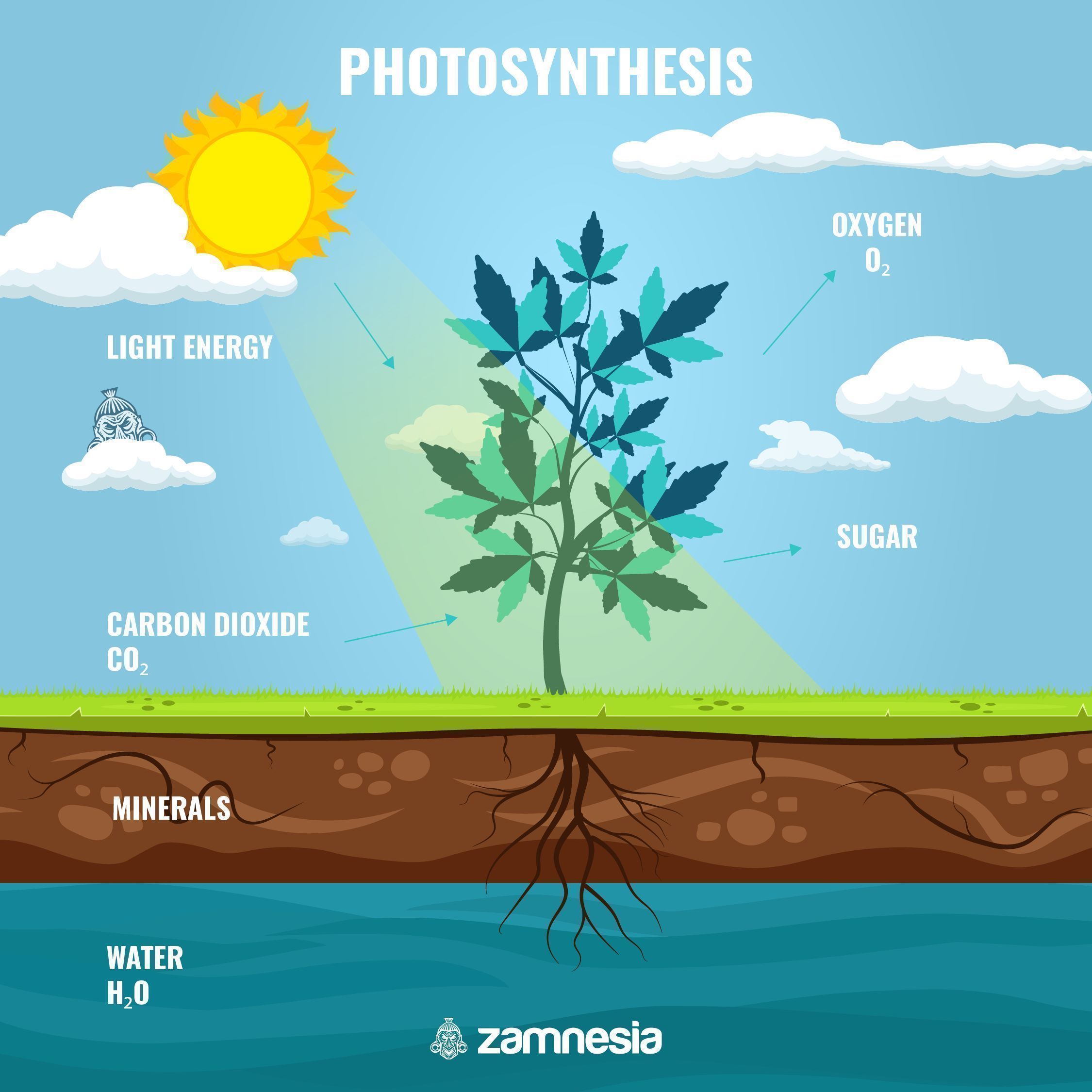 Fotosyntesens betydning IMPORTANCE OF PHOTOSYNTHESIS FOR SUGARS IN CANNABIS