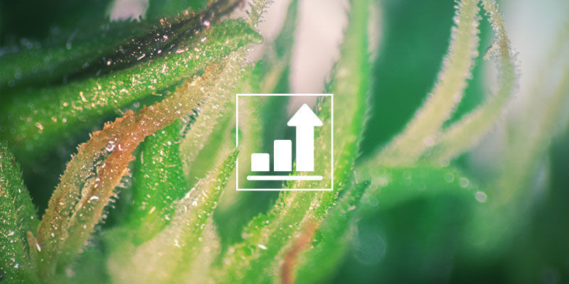 Sukker påvirker direkte vækst og blomsterproduktion SUGARS DIRECTLY IMPACT CANNABIS GROWTH AND BUD PRODUCTION