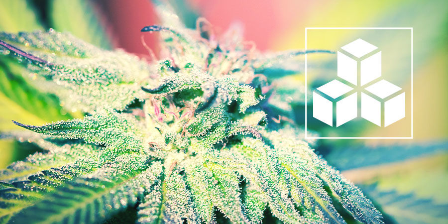 Sukkerets rolle i cannabisplanter Sukkerets rolle i cannabisplanter