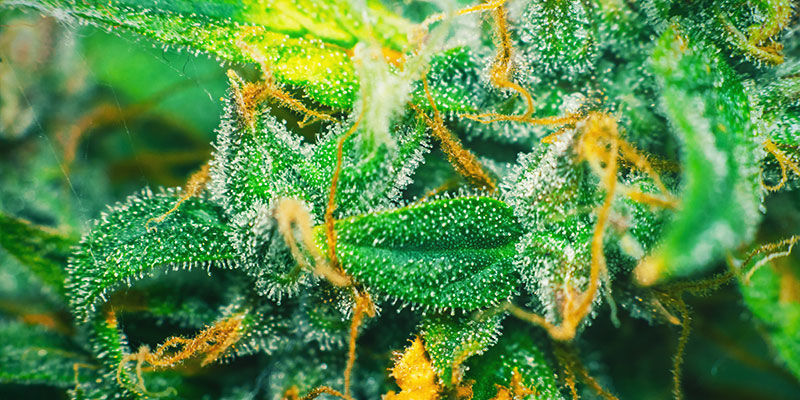 Hvad er sukker (i relation til cannabis)? HVAD ER SUKKER (I RELATION TIL CANNABIS)?