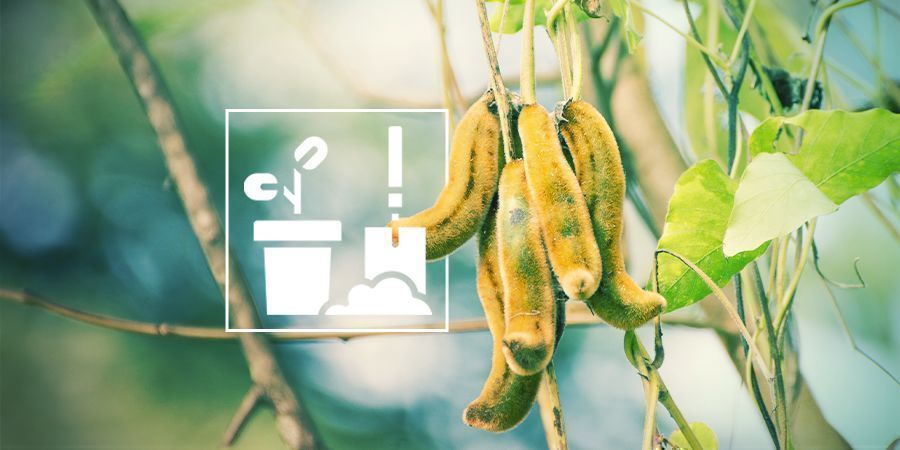 DYRKNING AF MUCUNA PRURIENS GROWING MUCUNA PRURIENS