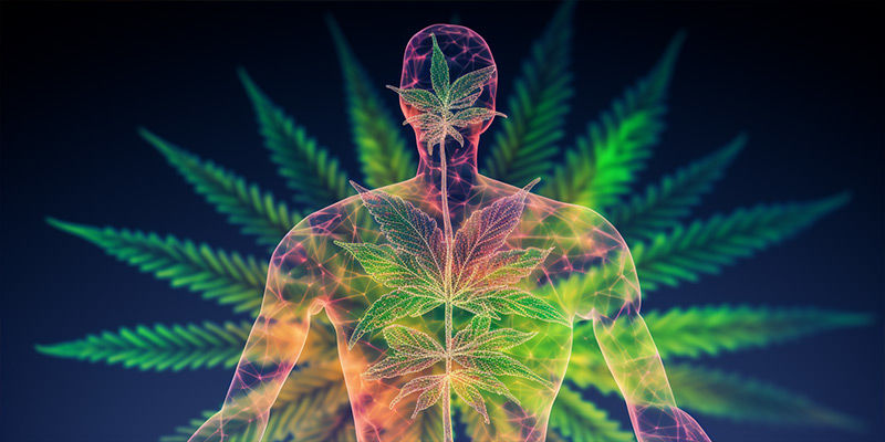 Hvad du kan forvente, når du tager CBD Hvad du kan forvente, når du tager CBD