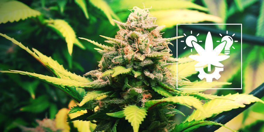 S&aring;dan dyrker du Autoflower: Den komplette guide