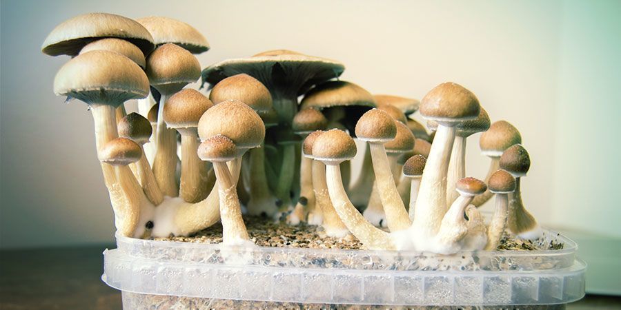 magiske svampe