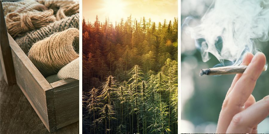 Forskellen p&aring; hamp, marihuana og cannabis