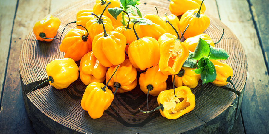 Habanero-peber Habanero Pepper