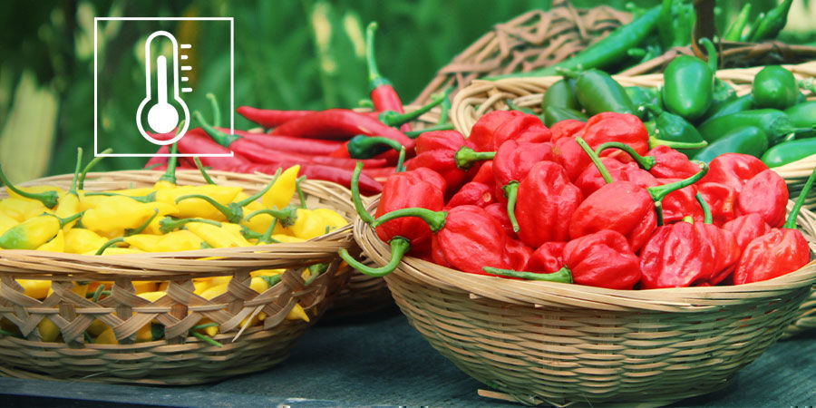 Scoville-skalaen forklaret The Scoville Scale Explained