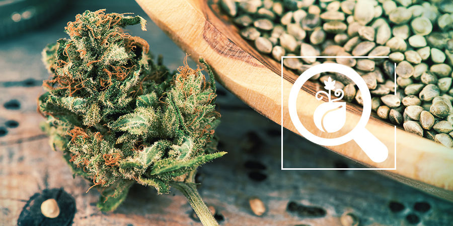 Cannabis Seedfinder: Vælg de bedste cannabisfrø Cannabis Seedfinder: Vælg de bedste cannabisfrø