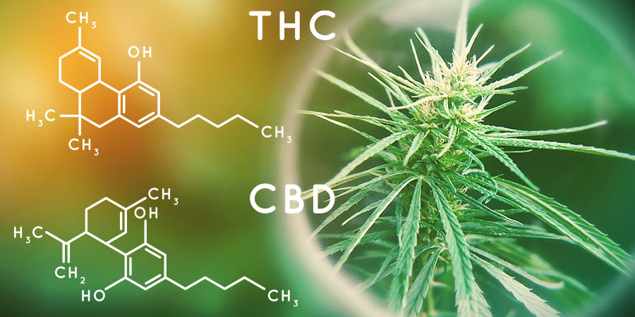 Cannabinoid Content Cannabis Seedfinder: Cannabinoid Content