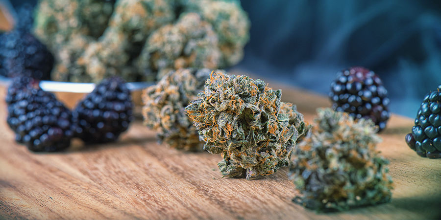 Cannabissmage Cannabis Seedfinder: Cannabissmage