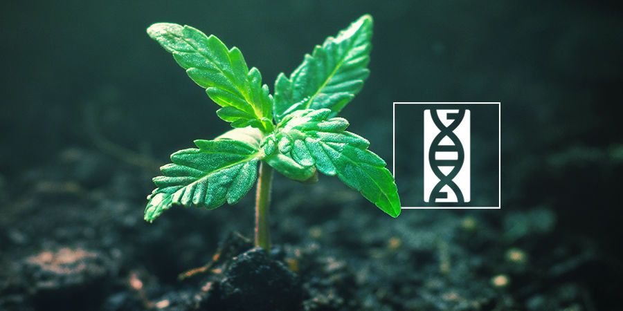 Cannabisfrø-genetik Cannabis Seedfinder: Cannabis Seed Genetics