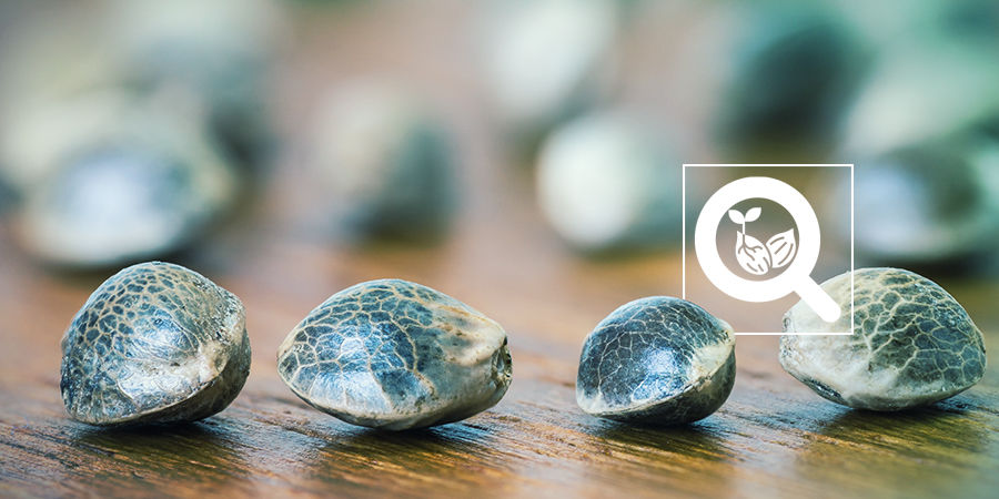 Cannabisfrø-variation Cannabis Seedfinder: Cannabis Seed Variety