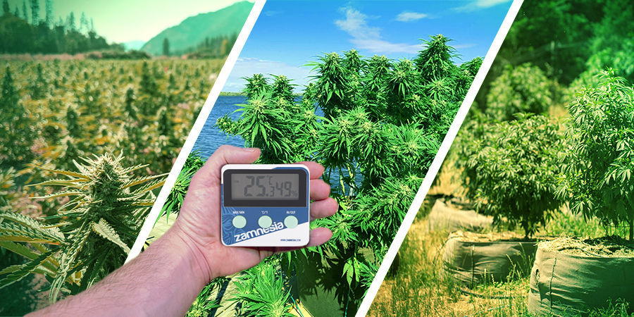 Klima Cannabis Seedfinder: Climate
