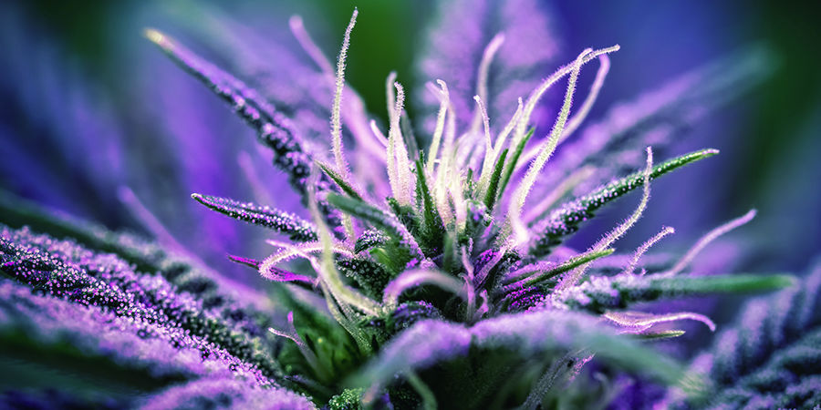 Blomstringstid Cannabis Seedfinder: Flowering Time
