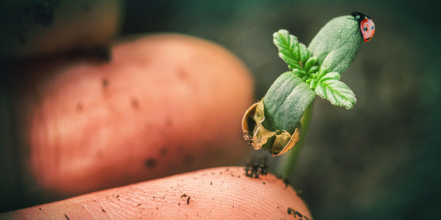Dyrkningserfaring Cannabis Seedfinder: Growing Experience