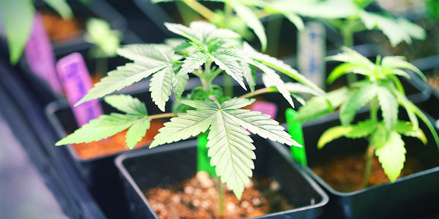 Dyrkningsplads Cannabis Seedfinder: Growing Space