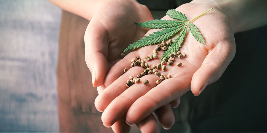 Sådan finder du de bedste cannabisfrø Sådan finder du de bedste cannabisfrø